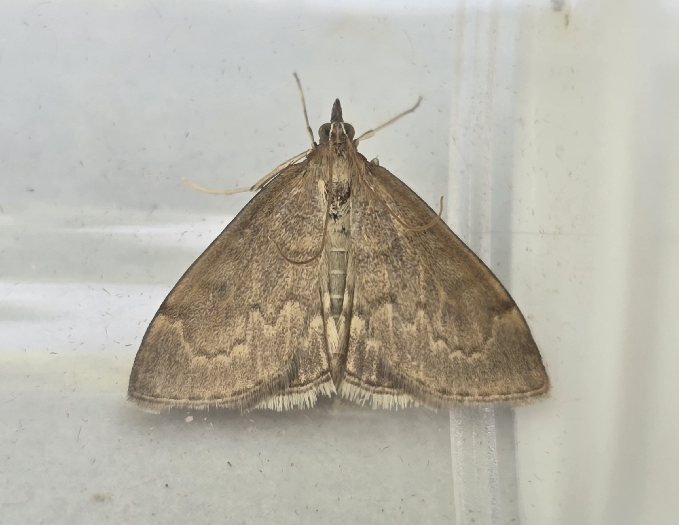Photo of Cinerous Pearl (Anania fuscalis)